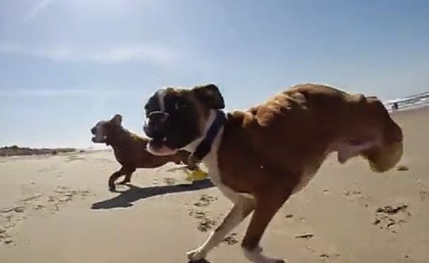 VIDEO: Un perro de dos patas conquista la web con sus progresos a grandes pasos