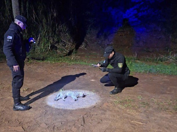 Misiones: atropellaron y mataron a un margay, una especie amenazada