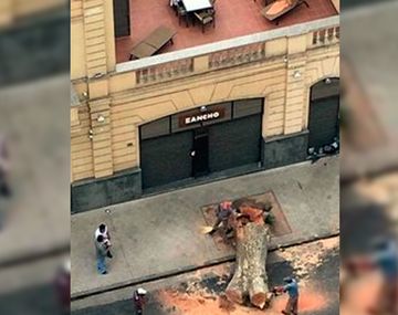 Extrajo un árbol y ahora le exigen la donación de 800    ejemplares.