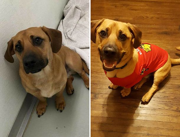 El impresionante antes y después de estos perros que fueron adoptados