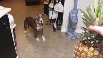 un pitbull muy miedoso: lo asusta un anana un pitbull muy miedoso: lo asusta un anana