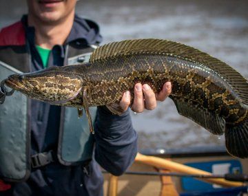 Alarma en Estados Unidos por el pez cabeza de serpiente