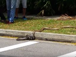 VIDEO: La pelea mortal entre una cobra y una pitón