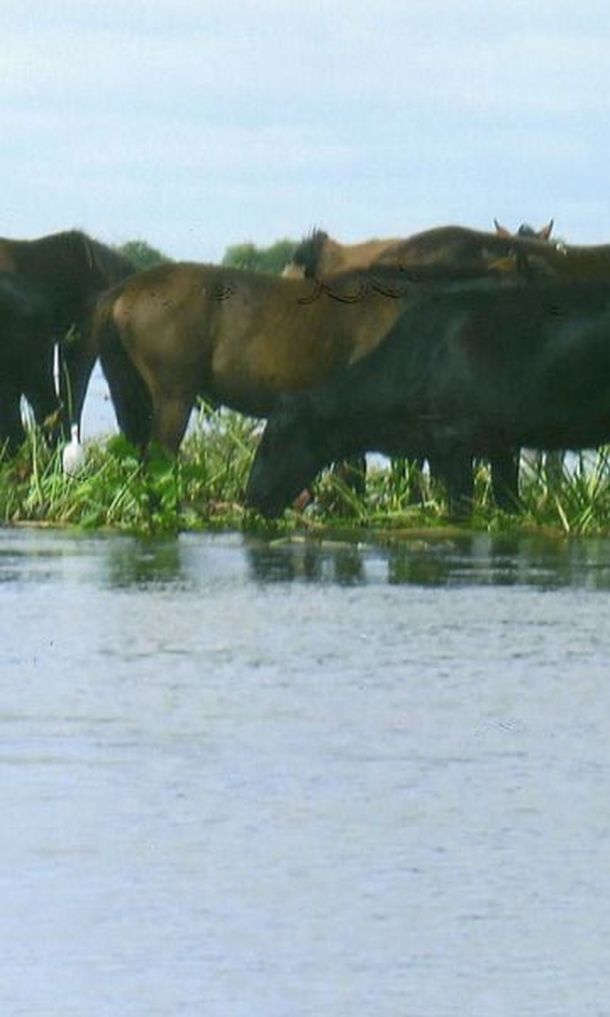 Inundacion
