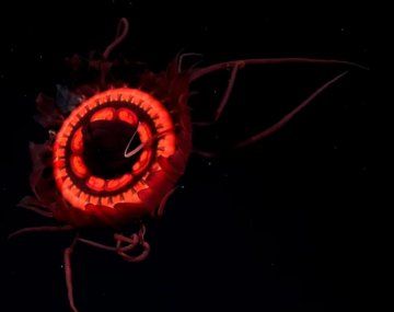 La increíble medusa roja descubierta gracias al streaming del CONICET