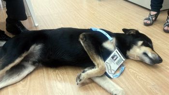 un infiltrado muy especial en la sala de prensa de la cumbre del mercosur un infiltrado muy especial en la sala de prensa de la cumbre del mercosur