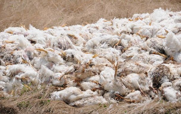 Foto: gentileza El Observador