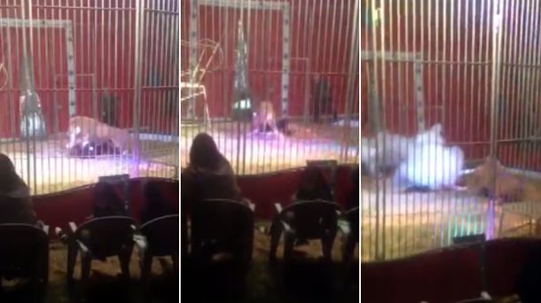 Un léon atacó a un domador en un circo de Francia