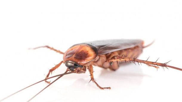 La combinación de azúcar y bicarbonato es letal para las cucarachas. La combinación de azúcar y bicarbonato es letal para las cucarachas.