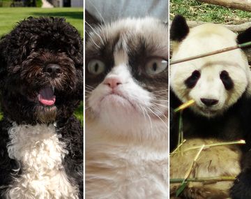 Estos son los animales más famosos de 2013