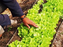 El sector agropecuario fue en el que se dieron las caídas más grandes. El sector agropecuario fue en el que se dieron las caídas más grandes.