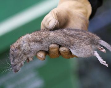 Invasión de ratas en París