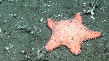 investigadores del conicet hallaron otra estrella culona y bromearon sobre el ejemplar: no hizo mucho ejercicio investigadores del conicet hallaron otra estrella culona y bromearon sobre el ejemplar: no hizo mucho ejercicio