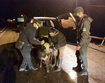 Violó las restricciones de circulación y le encontraron un ternero vivo en el baúl