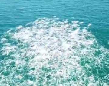 Los animales se persiguieron y por escapar los delfines terminaron en la playa