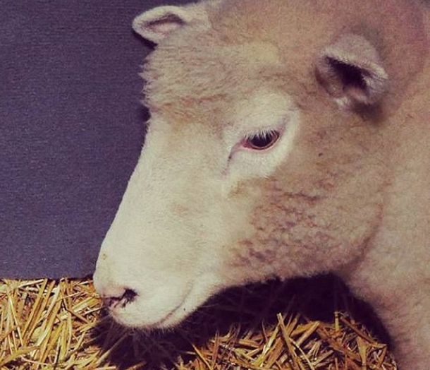 Nacieron ovejitas mellizas en La Rural: mirá la tierna imagen