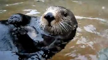 el extrano caso de la nutria que le habla a su cuidadora el extrano caso de la nutria que le habla a su cuidadora