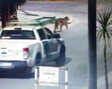 Villa Gesell: dieron por finalizada la búsqueda del puma 