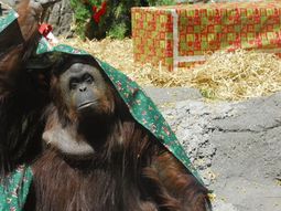le concedieron un habeas corpus a una orangutana del zoo porteno le concedieron un habeas corpus a una orangutana del zoo porteno