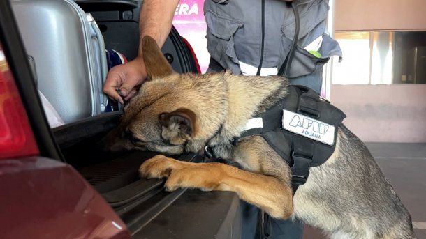 Un perro de la Aduana descubrió 121 mil dólares que hombre intentaba ingresar al país sin declarar