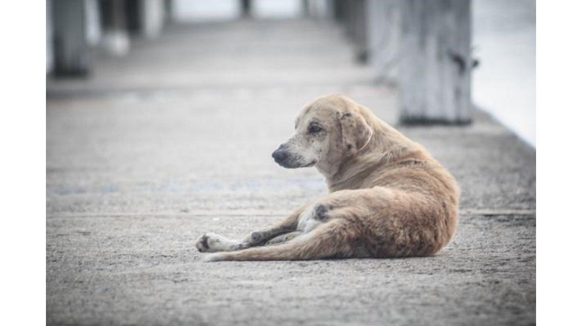 ¿por Qué Hoy Es El Día Internacional Del Perro Callejero