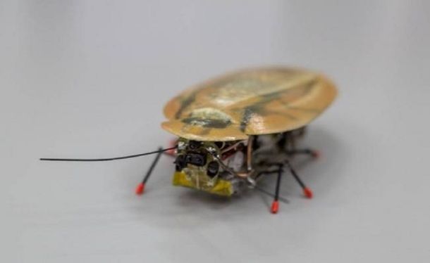 Un robot inspirado en la cucaracha rescatará sobrevivientes de terremotos