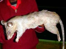 Las ratas gigantes invaden la zona Las ratas gigantes invaden la zona