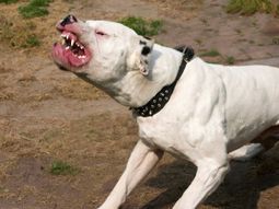 Dog-maldito