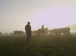 El precio de la leche medido en dólares creció un 7% en lo que va de 2023. El precio de la leche medido en dólares creció un 7% en lo que va de 2023.