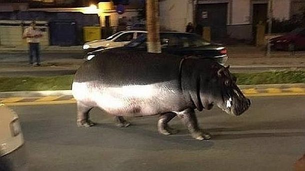 VIDEO: Un hipopótamo se pasea por las calles de Andalucía