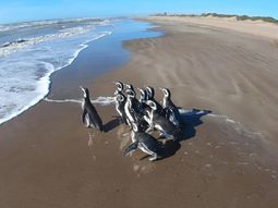 Animales sin cuarentena: diez pingüinos pudieron regresar al mar tras ser rescatados