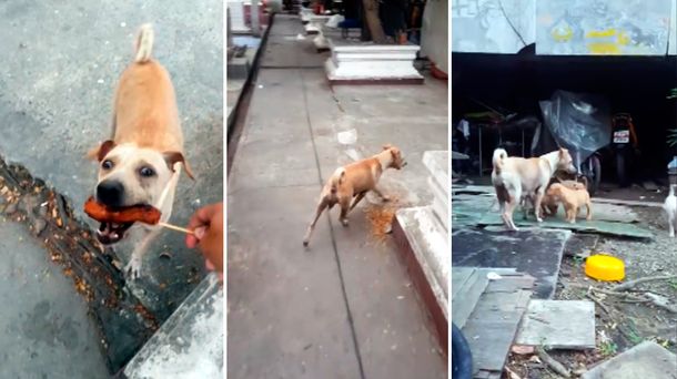 El conmovedor video de una perra que pide comida para sus cachorros