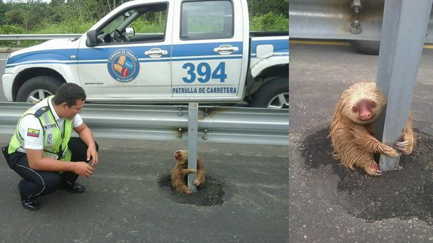 La Policía rescató a un perezoso que había quedado atrapado al cruzar la ruta