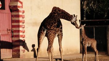 Gentileza Zoo de Buenos Aires Foto Laura Gravino Gentileza Zoo de Buenos Aires Foto Laura Gravino