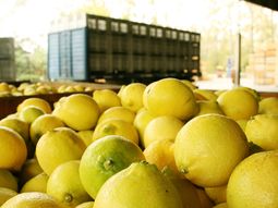 Los productores calificaron de absurda la suspensión de las importaciones de limón Los productores calificaron de absurda la suspensión de las importaciones de limón