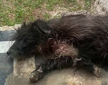 Neuquén: entraron a robar y casi matan al perro a puñaladas