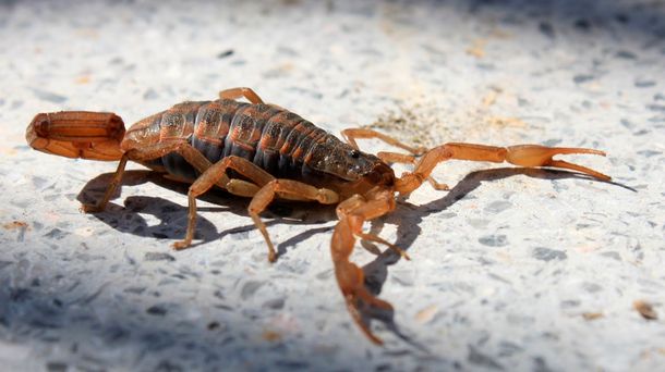 El nene fue picado en el cuello por el alacrán