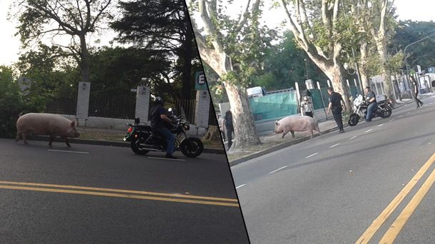 VIDEO: Apareció un chancho corriendo por una avenida de Agronomía
