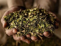 destacada productora de yerba mate informo cese de pagos a asociados y proveedores destacada productora de yerba mate informo cese de pagos a asociados y proveedores