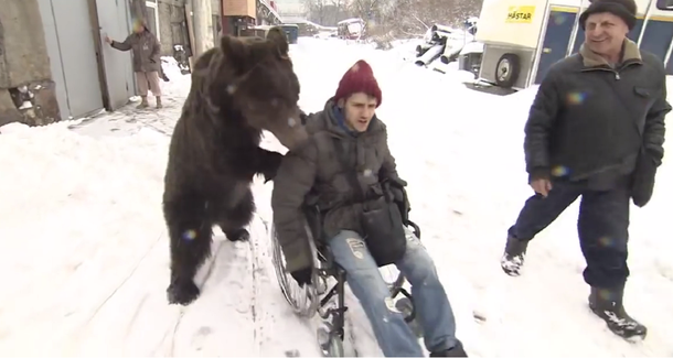Rusia: un oso ayuda a su entrenador que está en silla de ruedas