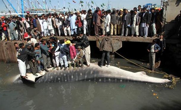 Tiburon gigante en Pakistán