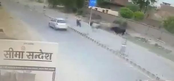 Un toro lo embistió cuando andaba en moto por una calle de India