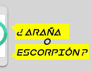  ¿Es araña o escorpión?: la app para identificar si es venenoso o no