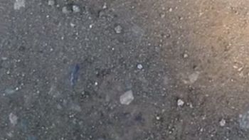 se encuentran con un perrito de la pradera atrapado en una ruta: mira el video se encuentran con un perrito de la pradera atrapado en una ruta: mira el video