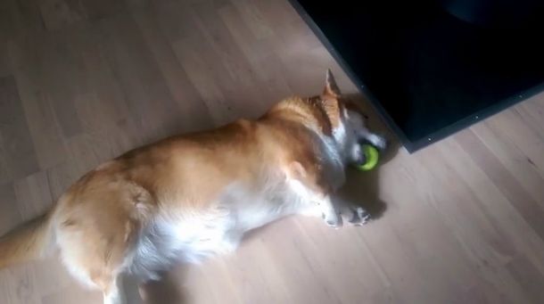 Un corgi lucha por recuperar su pelota y sus patas cortas lo traicionan