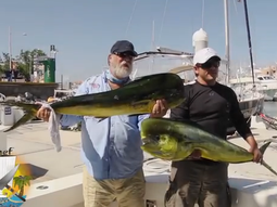un pescador exhibia su trofeo y un lobo marino se lo robo un pescador exhibia su trofeo y un lobo marino se lo robo