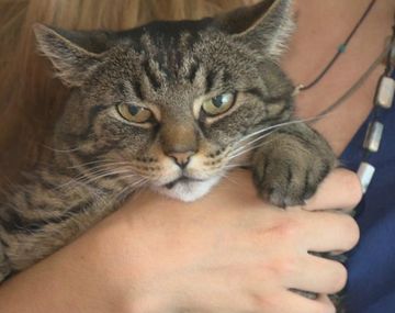Familia denunció que alguien les afeitó el gato y que ahora está traumado