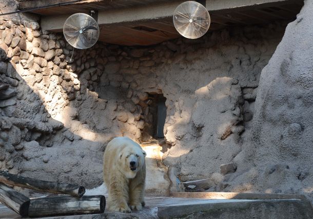 Preocupación por el delicado estado de salud de Arturo, el único oso polar del país