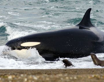 Temporada de avistaje de orcas en Península de Valdés