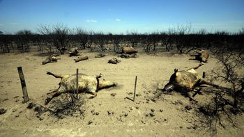 Unas 800 mil hectáreas resultaron afectadas en La Pampa Unas 800 mil hectáreas resultaron afectadas en La Pampa